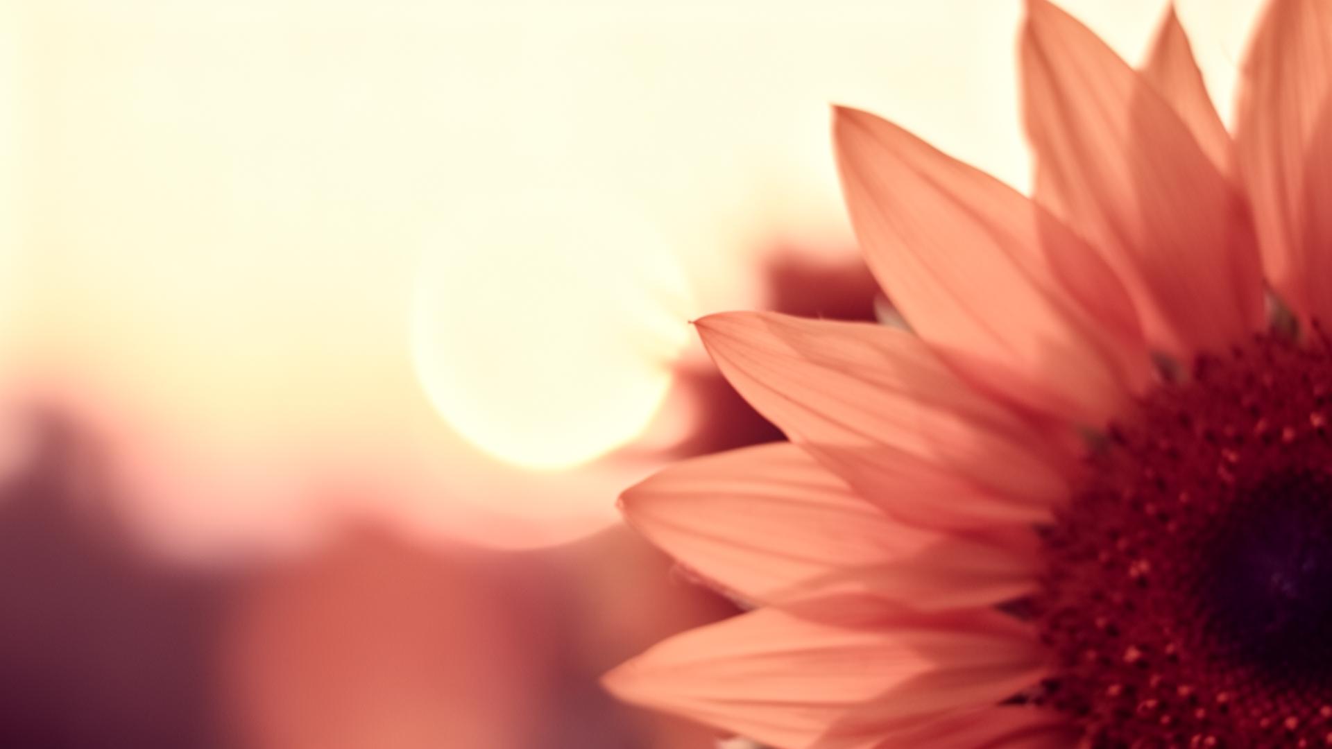 Sonnenblume im warmen Abendlicht – Symbol für Lebensfreude und Wachstum